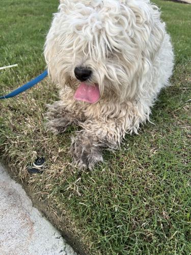 Found/Stray Male Dog last seen Fletcher rd in Heartland , Kaufman County, TX 75114