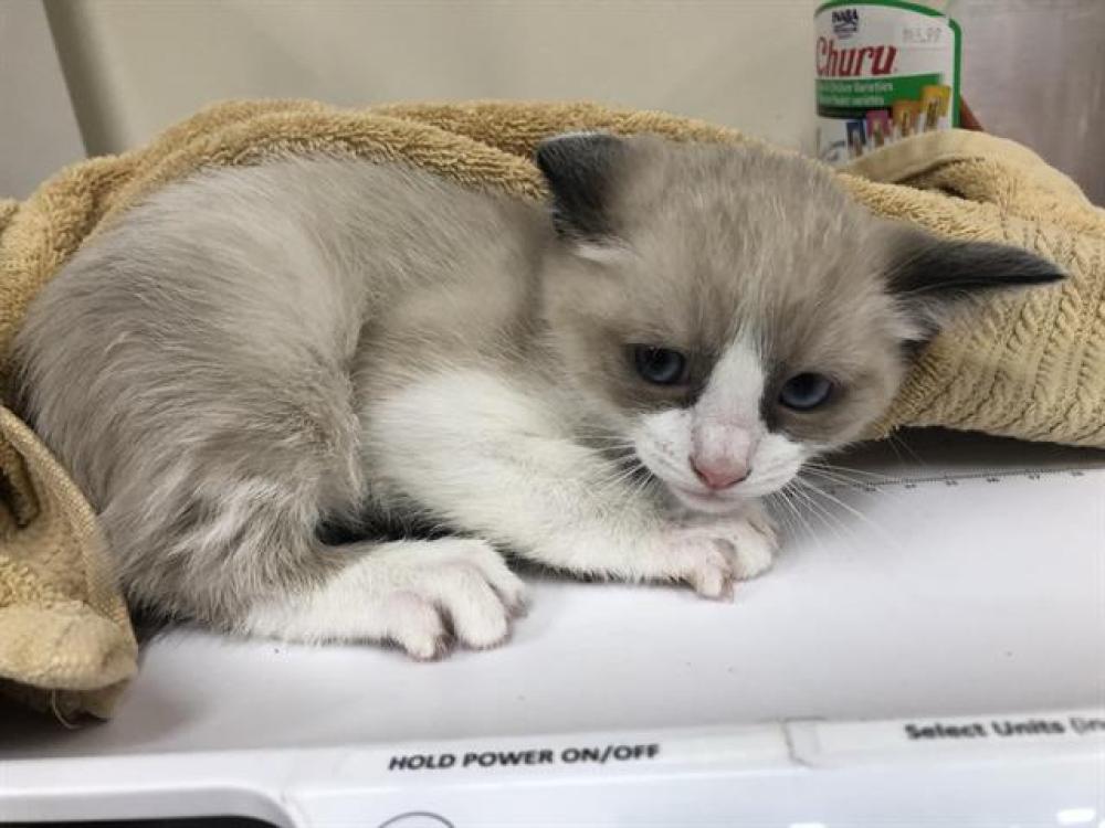 Shelter Stray Male Cat last seen Near BLOCK HUNTINGTON, Pasadena, CA 91105