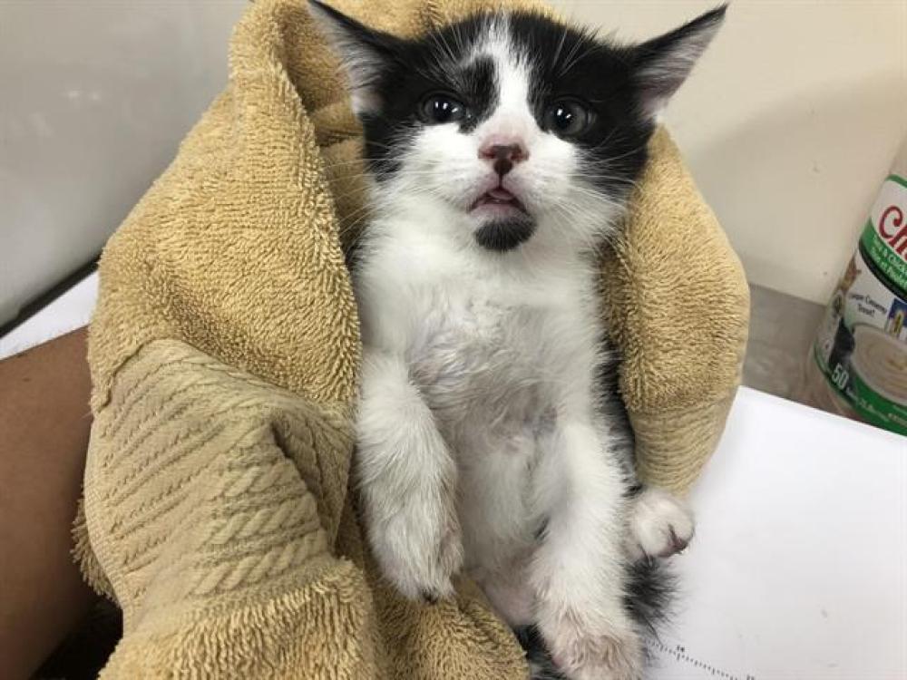 Shelter Stray Female Cat last seen Near BLOCK HUNTINGTON, Pasadena, CA 91105
