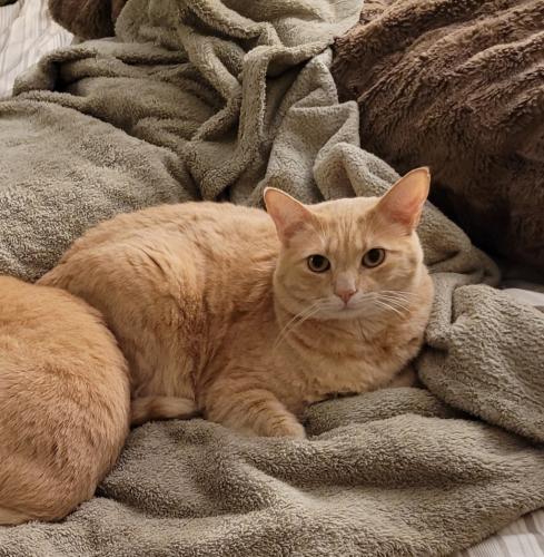 Lost Male Cat last seen Shadowridge Dr. Between sycamore Ave and Melrose ave, Vista, CA 92081