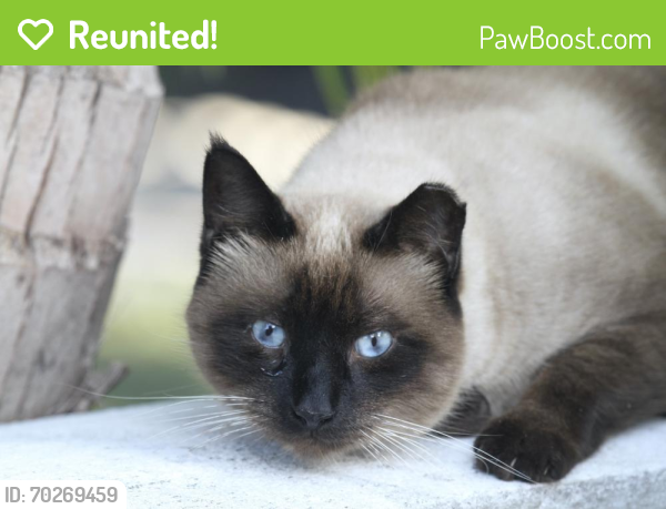Reunited Female Cat last seen Yacht Club Drive, North Palm Beach, FL 33408