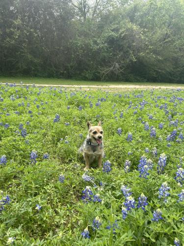 Lost Female Dog last seen San Darío Dr , Houston, TX 77083