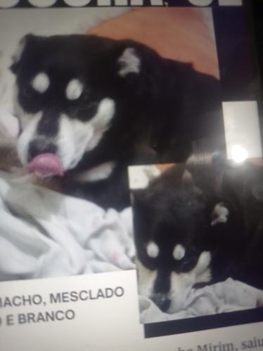 Lost Male Dog last seen Castanho Mirim Rebouças , Parque Arariba, SP 