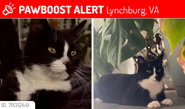 Lost Male Cat last seen Wedgewood near Burnt Bridge, Lynchburg, VA 24503