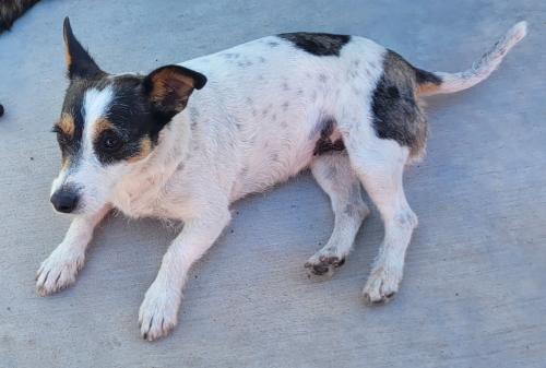 Lost Female Dog last seen 16th Stree and Windsor (Thomas Road), Phoenix, AZ 85006