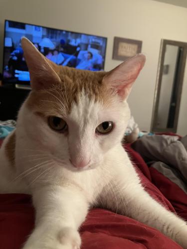 Lost Male Cat last seen Gibson and Stephanie, Henderson, NV 89014