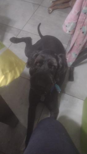 Lost Male Dog last seen Harris and 7th ave, Mesa, AZ 85204