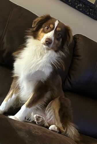 Lost Male Dog last seen Wesley st, Florence, MS 39073