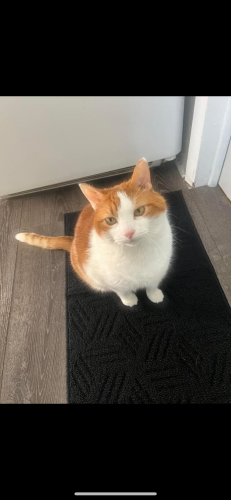 Lost Male Cat last seen 4th and Eagle, by Bald Eagle Lake, White Bear Lake, MN 55110