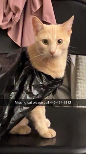 Lost Male Cat last seen Near Governor Ave , Cleveland, OH 44111