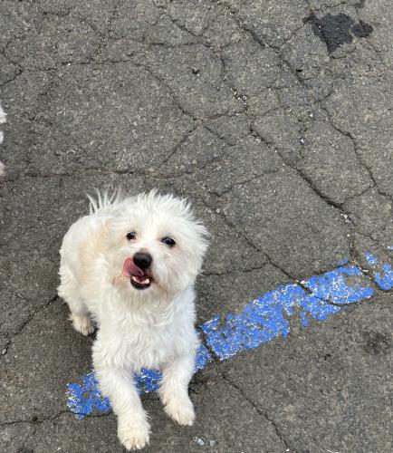 Lost Male Dog last seen Pine st and ferry st , New Haven, CT 06513