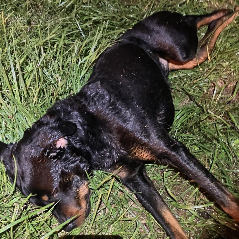 Shelter Stray Male Dog last seen , Greensboro, NC 27409