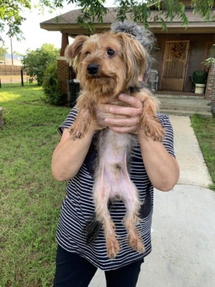 Shelter Stray Male Dog last seen Fort Worth, TX 76110, Fort Worth, TX 76119