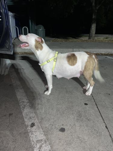 Found/Stray Female Dog last seen Valley view and hillcrest near 635, Richardson, TX 75080