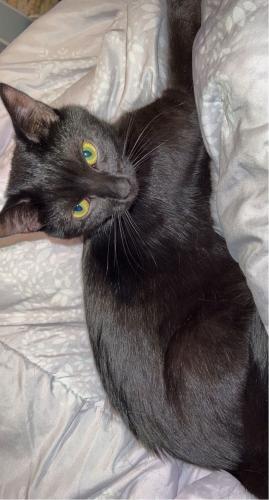Lost Female Cat last seen Near townsview place , Wooster, OH 44691