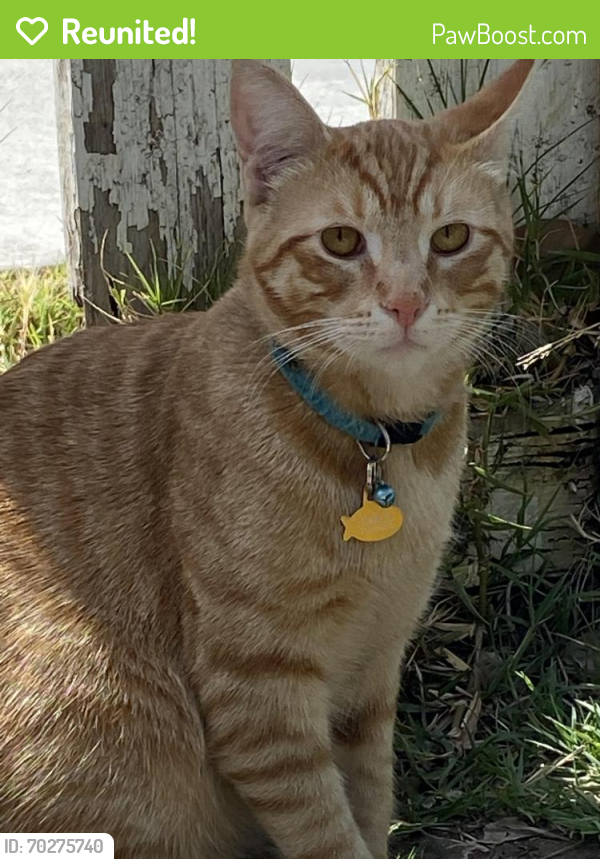 Reunited Male Cat last seen Westminster blvd and beach Blvd , Westminster, CA 92683