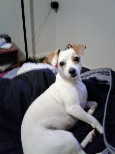 Lost Female Dog last seen Lincoln & Rio Vista , Anaheim, CA 92806