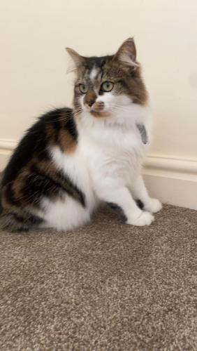 Lost Female Cat last seen Bakewell st berners st Melbourne Rd , , England LE2