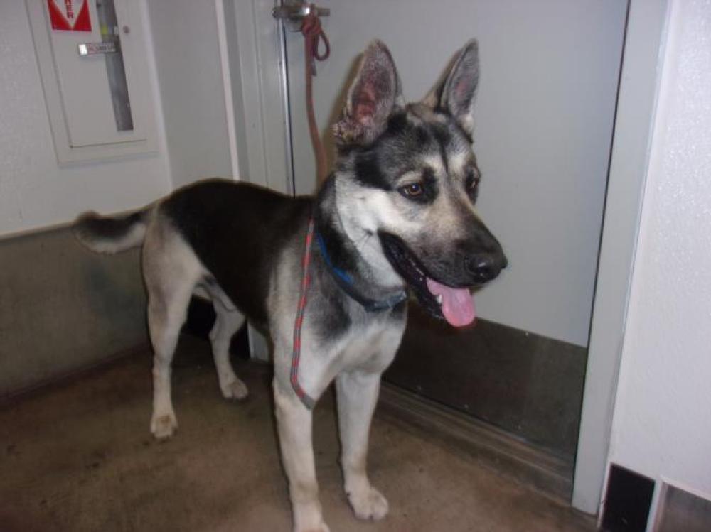 Shelter Stray Male Dog last seen , Los Angeles, CA 91405