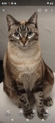 Lost Female Cat last seen Foothill and Pennsylvania , Glendora, CA 91741
