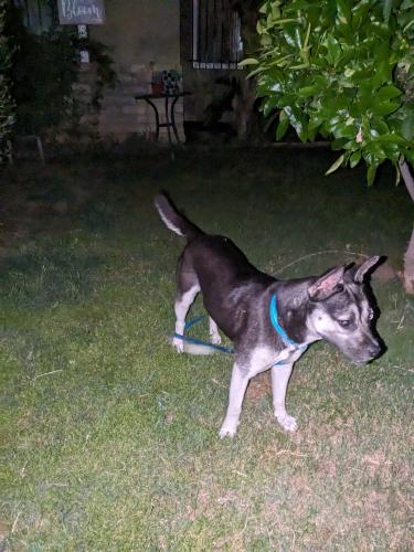 Found/Stray Female Dog last seen 10th, Highland, CA 92346