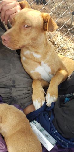 Lost Female Dog last seen 34th and Jewett st, Bakersfield, CA 93301