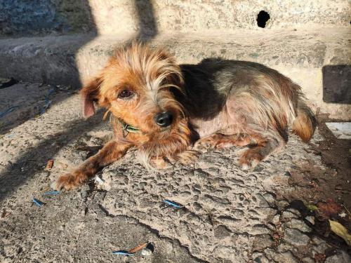 Lost Male Dog last seen Rua Barbudinho Jardim São Judas Tadeu. SP/ZS, São Paulo, SP 04858-290