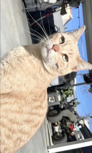 Lost Female Cat last seen Carlin Ave 3118, Lynwood, CA 90262