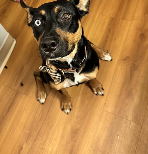 Lost Female Dog last seen garnet st and 3rd ave, Broomfield, CO 80020