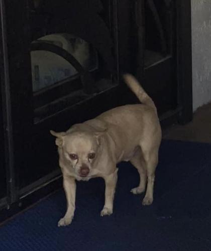 Lost Male Dog last seen Barneston st and pasó Robles , Los Angeles, CA 91344
