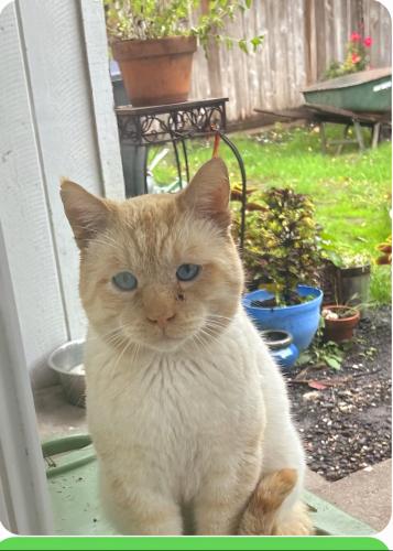Lost Male Cat last seen Poplar St. Sweet , OR, Sweet Home, OR 97386