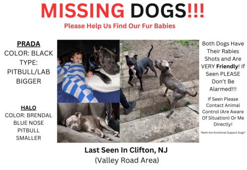 Lost Male Dog last seen Maplewood Ave., Clifton, NJ 07013