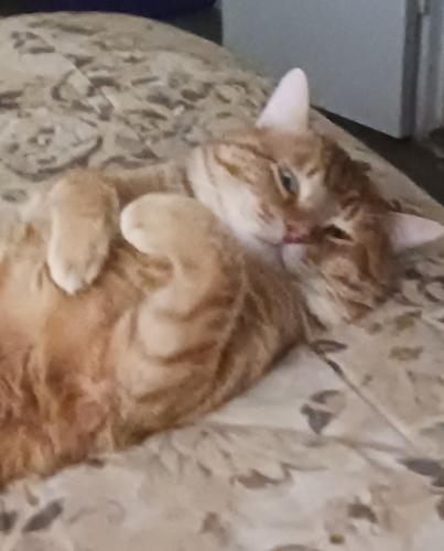Lost Male Cat last seen Subdivision next to the zoo, Abilene, TX 79602