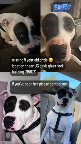 Lost Female Dog last seen stockton boulevard and 2nd, Sacramento, CA 95817
