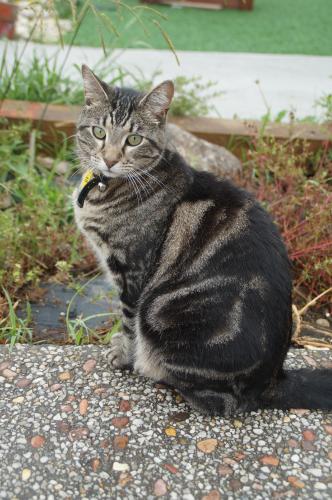 Lost Male Cat last seen hmstd Rd, Berwick, Berwick, VIC 3806