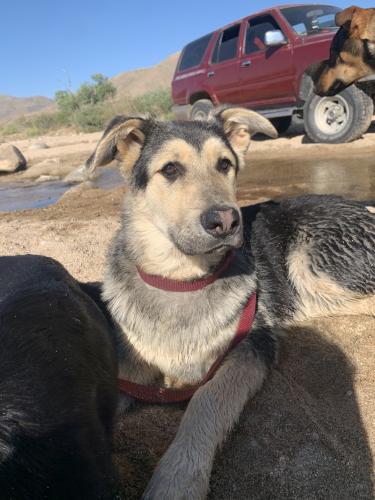 Found/Stray Male Dog last seen Deep creek, Apple Valley, CA 92308
