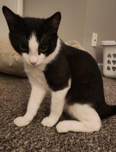 Lost Male Cat last seen Nw 70th St KC MO, Kansas City, MO 64151