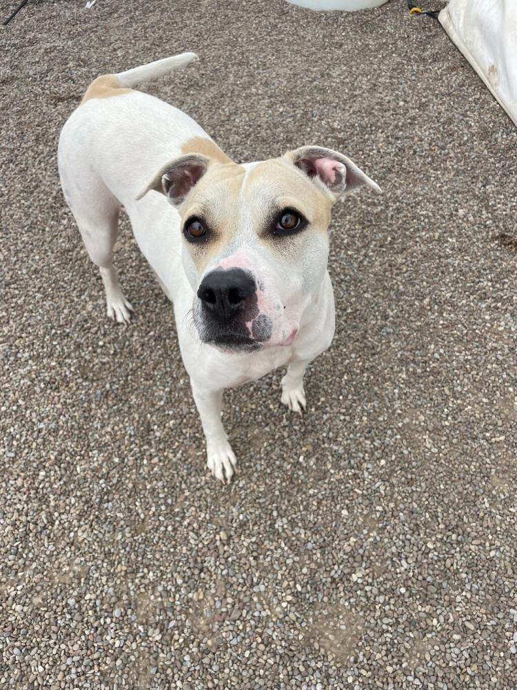 Shelter Stray Female Dog last seen Near E Country Lane, GREAT FALLS, MT, 59404, Great Falls, MT 59401