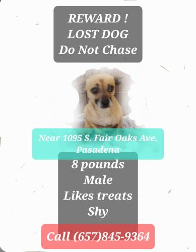 Lost Male Dog last seen Glenarm and Fair Oaks ave, pasadena, ca, Pasadena, CA 91105