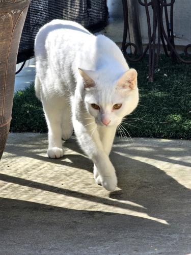 Lost Female Cat last seen Wandering rd and Softwind pt, Vista, CA 92081