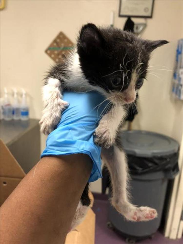 Shelter Stray Male Cat last seen Near BLK SANTA FE AVE LONG BEACH CA 90810, Long Beach, CA 90815