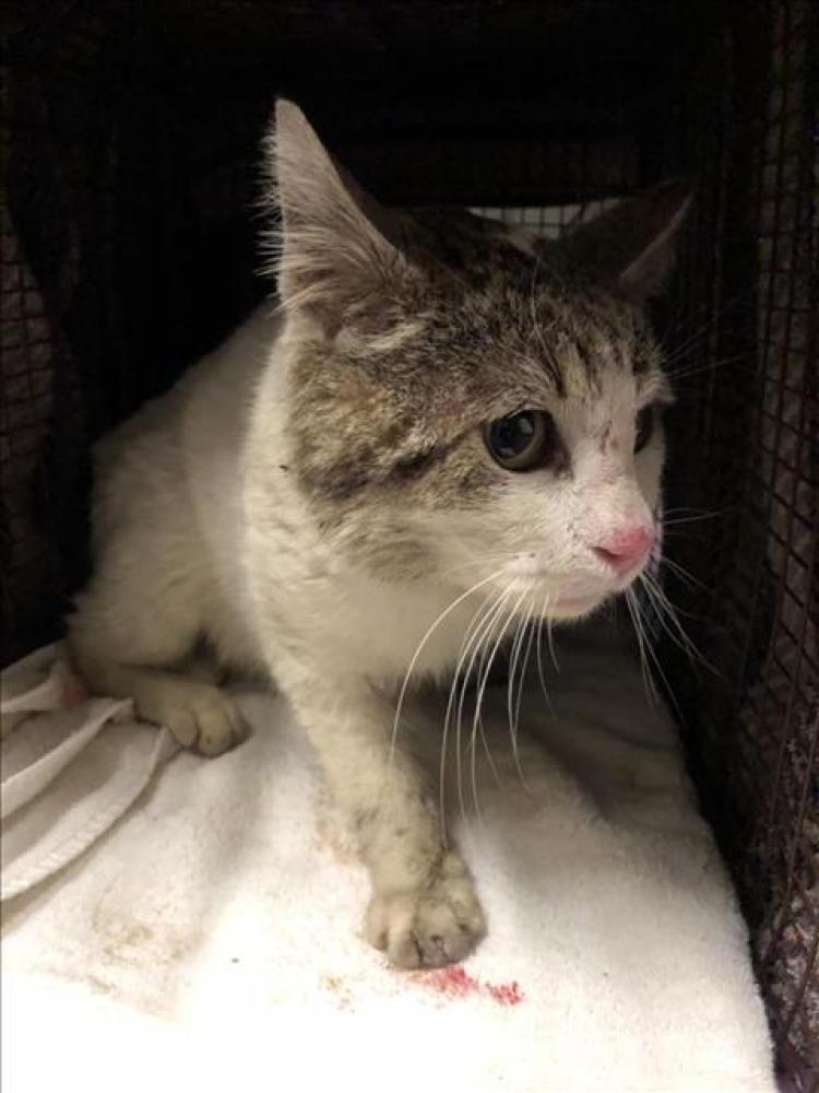 Shelter Stray Male Cat last seen Near BLK MONTAIR AVE LONG BEACH CA 90808, Long Beach, CA 90815