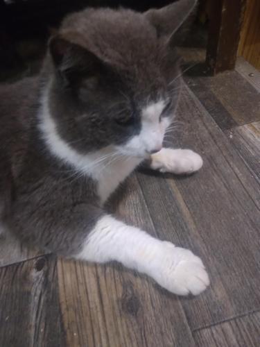 Lost Male Cat last seen Highway 7, Nacogdoches, TX 75961