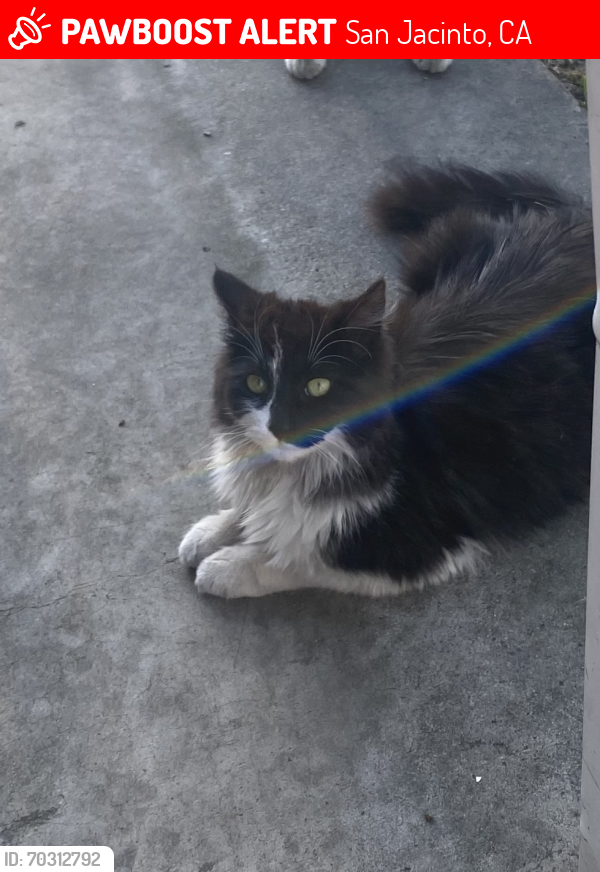 Lost Female Cat last seen San Jacinto , San Jacinto, CA 92583