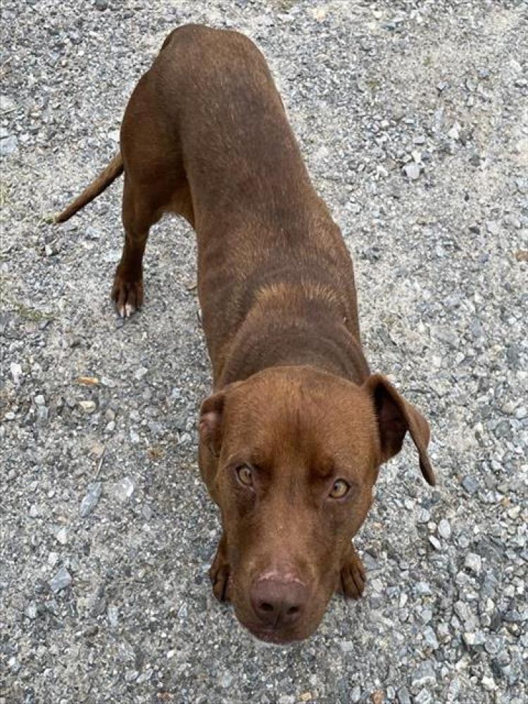 Shelter Stray Female Dog last seen , Shelby, NC 28150