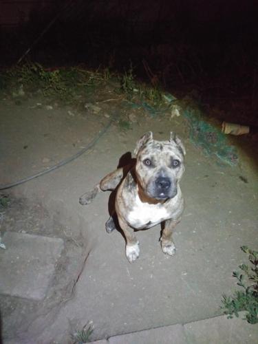 Found/Stray Male Dog last seen Mountain View & Marshall, San Bernardino, CA 92354