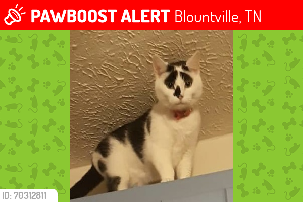 Lost Female Cat last seen FoodCity in blountville, Blountville, TN 37617