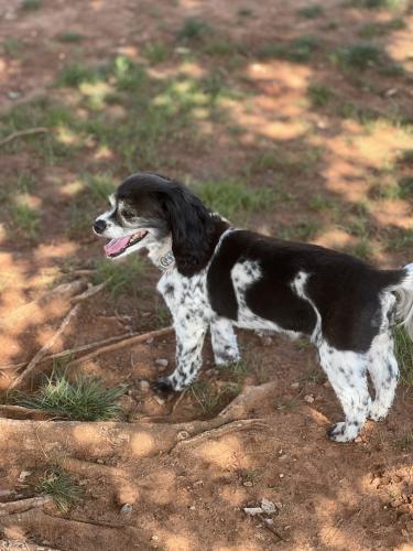 Lost Female Dog last seen 50th and N Harvey Parkway, Oklahoma City, OK 73118