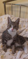 Lost Male Cat last seen Opposite Rothbury Park, Norfolk, England NR18