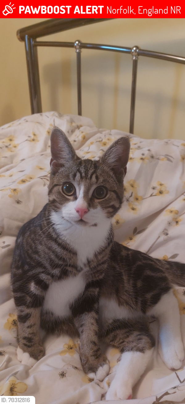 Lost Male Cat last seen Opposite Rothbury Park, Norfolk, England NR18